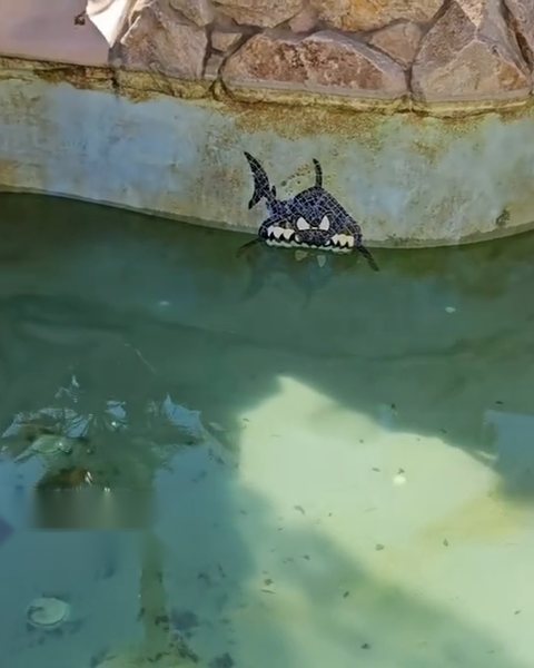 Green, algae-filled pool before cleaning